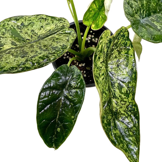 Alocasia 'Dragon Scale Mint'