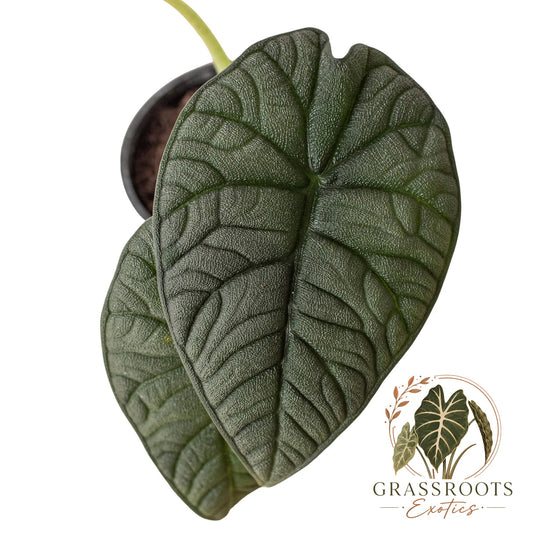 Alocasia 'Melo'