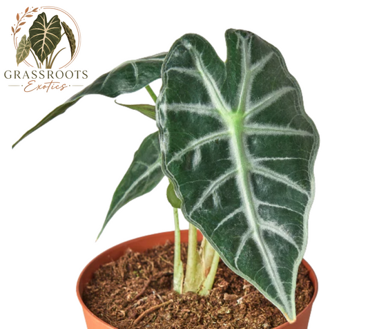 A potted Alocasia plant with large dark green leaves featuring prominent silver-white veins, growing in a terracotta-colored plastic pot filled with soil, set against a plain white background with a 'Grassroots Exotics' logo in the top-left corner.