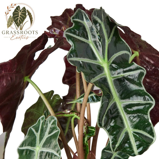 Alocasia Polly 'African Mask'
