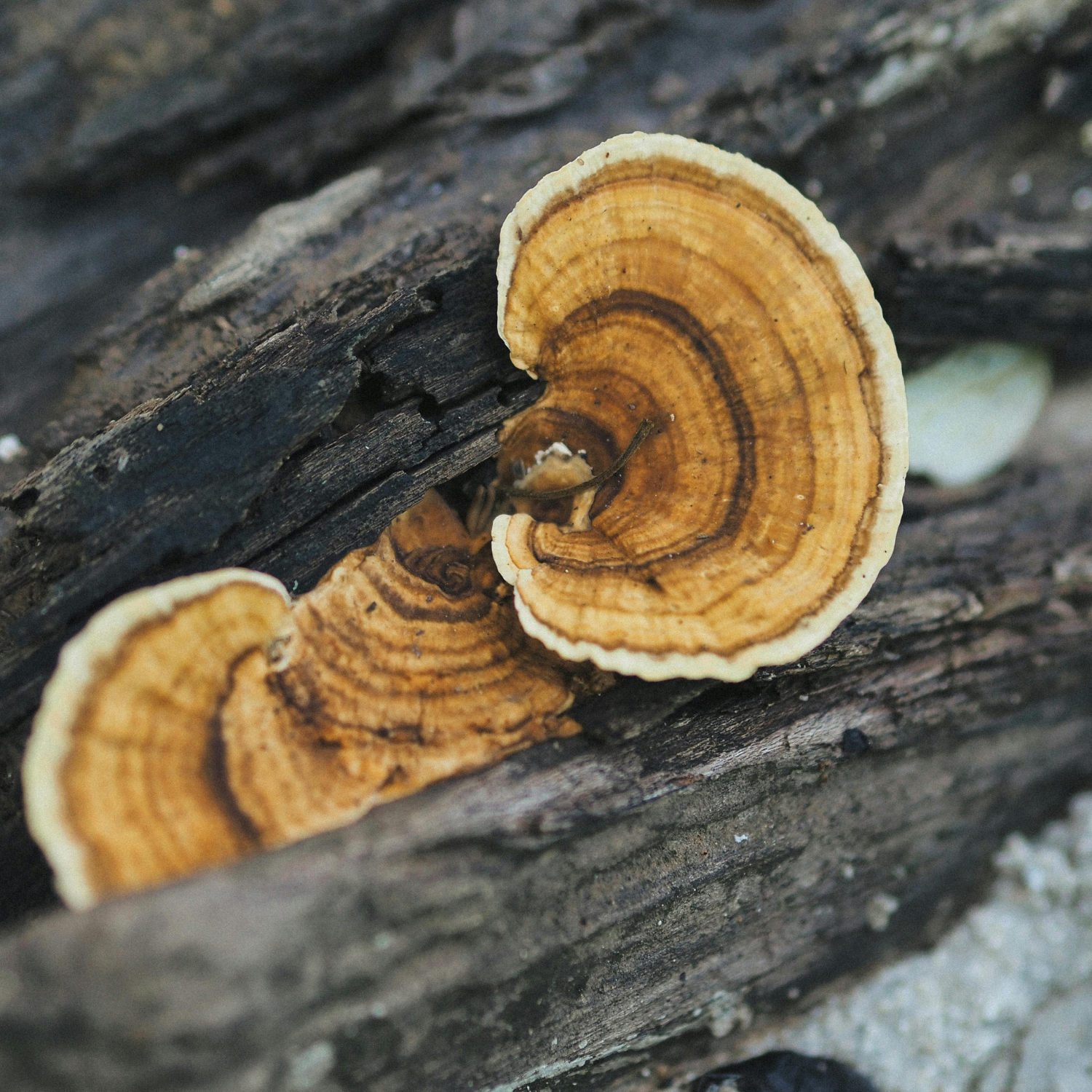 Fungi & Lichens