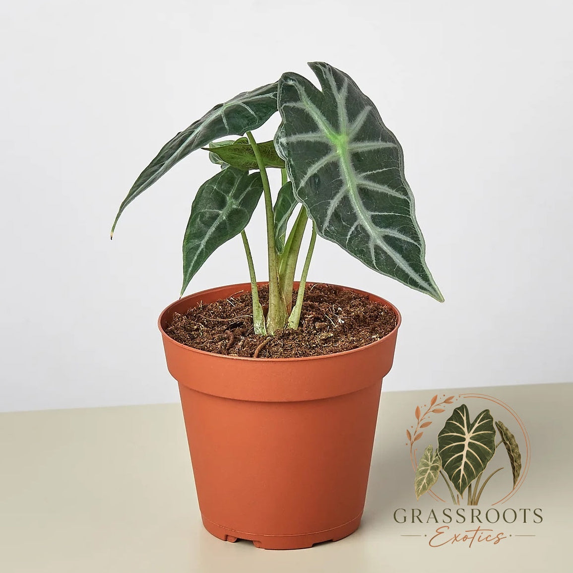 A potted Alocasia plant with dark green leaves featuring prominent light green veins, in a terracotta-colored plastic pot, set against a plain light background with a Grassroots Creations logo in the lower right corner.