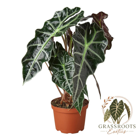 Alocasia Polly 'African Mask'