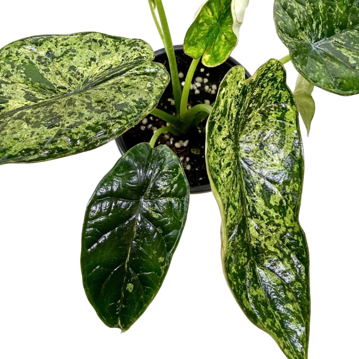 Alocasia 'Dragon Scale Mint'