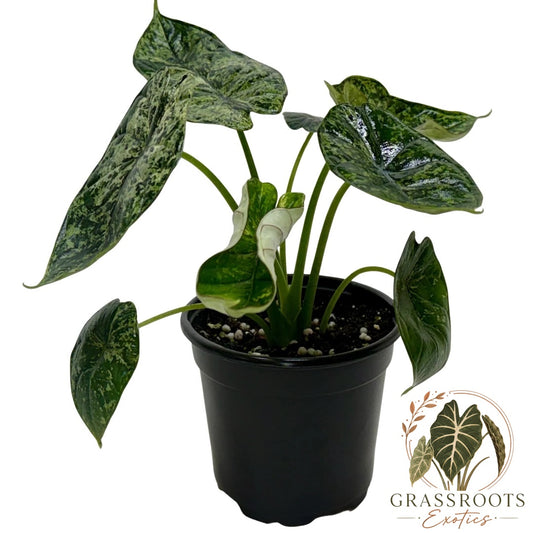 Alocasia 'Dragon Scale Mint'