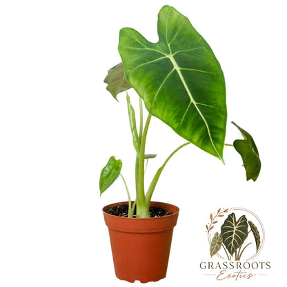A potted Alocasia plant with a large green heart-shaped leaf, growing in a terracotta-colored plastic pot, shown on a white background with a Grassroots Exotics logo.