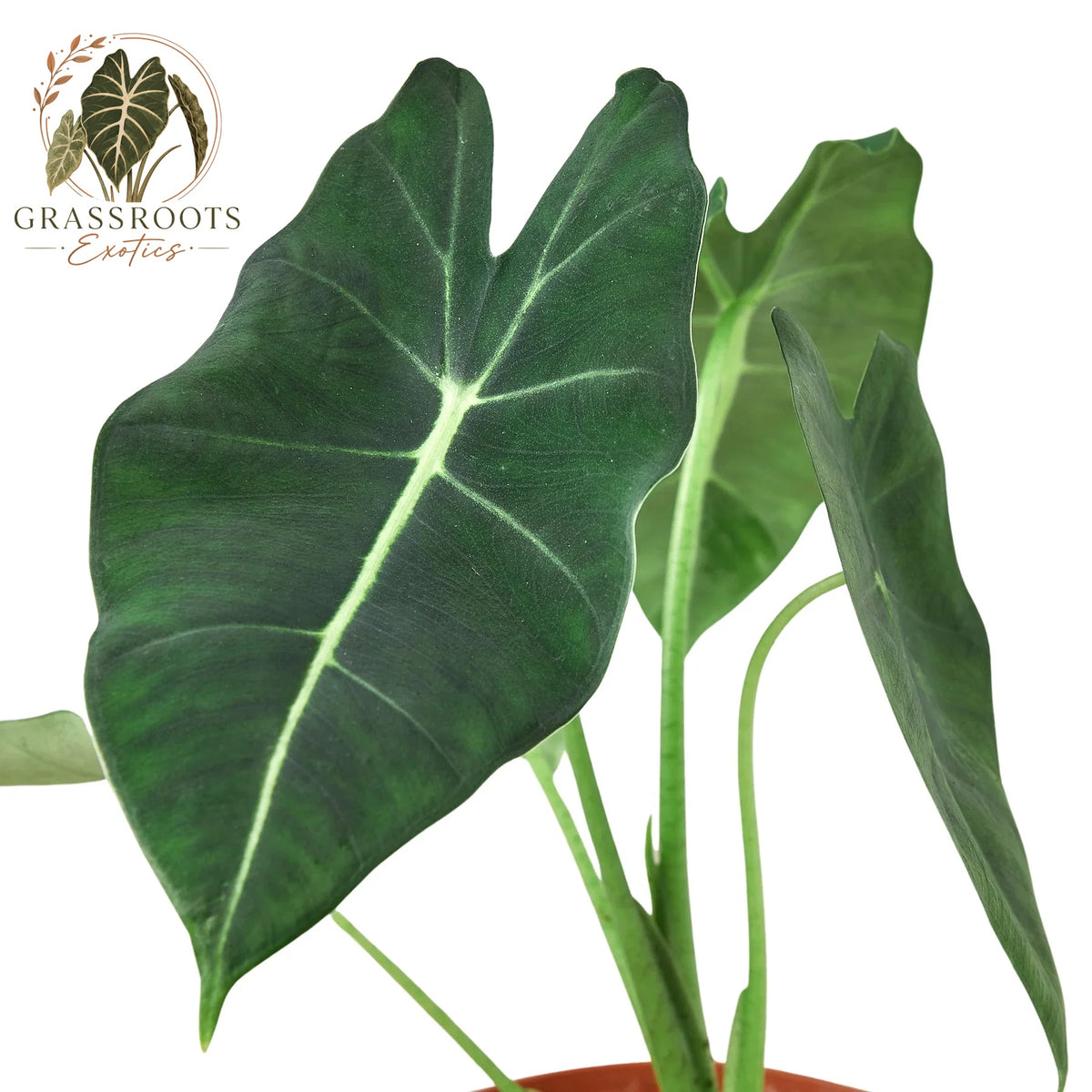 A potted Alocasia plant with large, dark green heart-shaped leaves featuring prominent pale green veins, shown against a solid white background with a 'Grassroots Exotics' logo in the top-left corner.