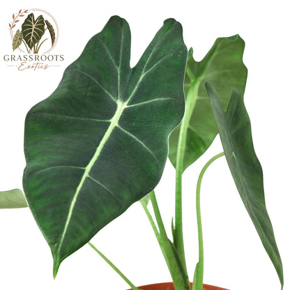 A potted Alocasia plant with large, dark green heart-shaped leaves featuring prominent pale green veins, shown against a solid white background with a 'Grassroots Exotics' logo in the top-left corner.