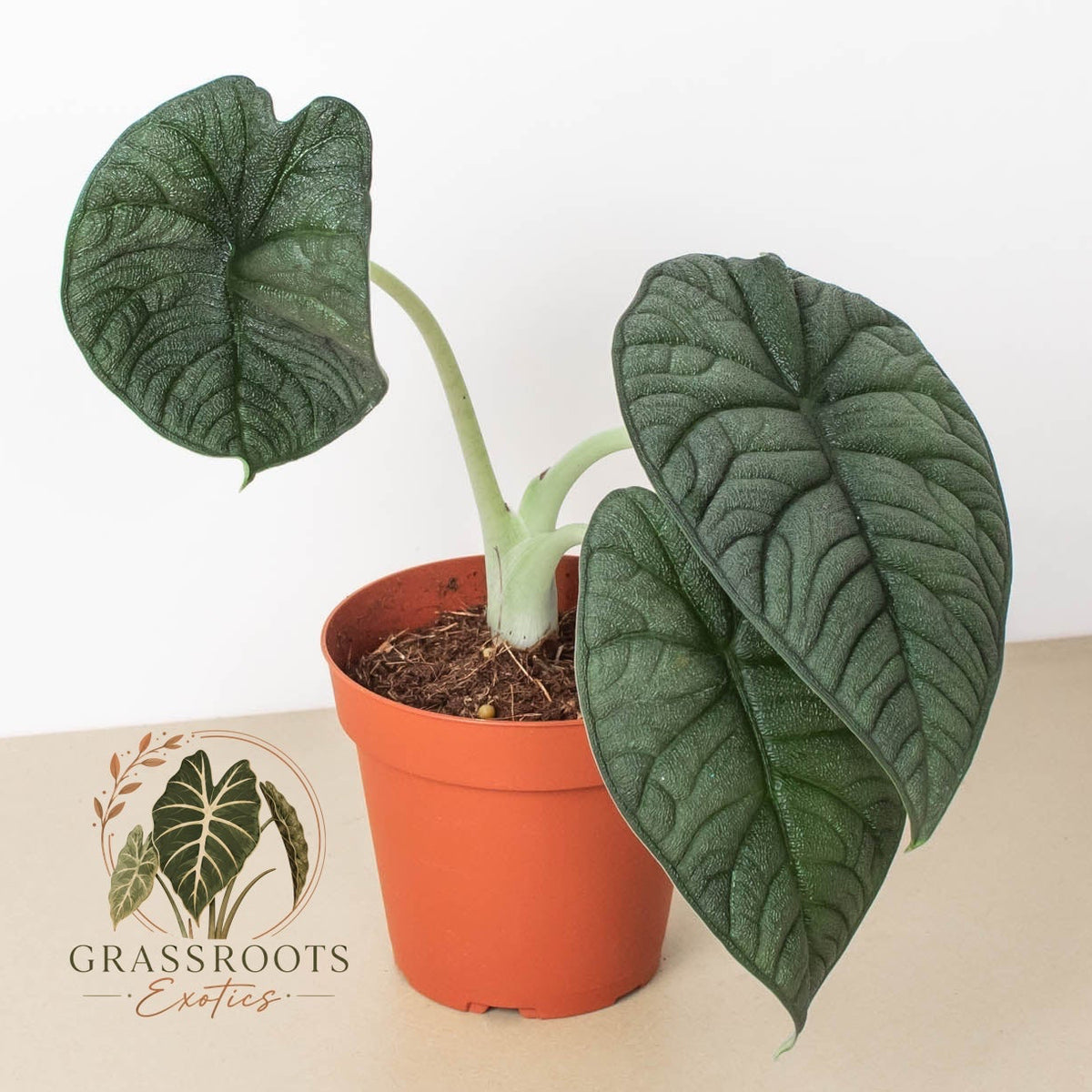 A potted houseplant with two large dark green heart-shaped leaves and a pale stem, sitting in an orange plastic pot on a beige surface against a white background. A circular logo reading Grassroots Exotics appears near the base of the plant.