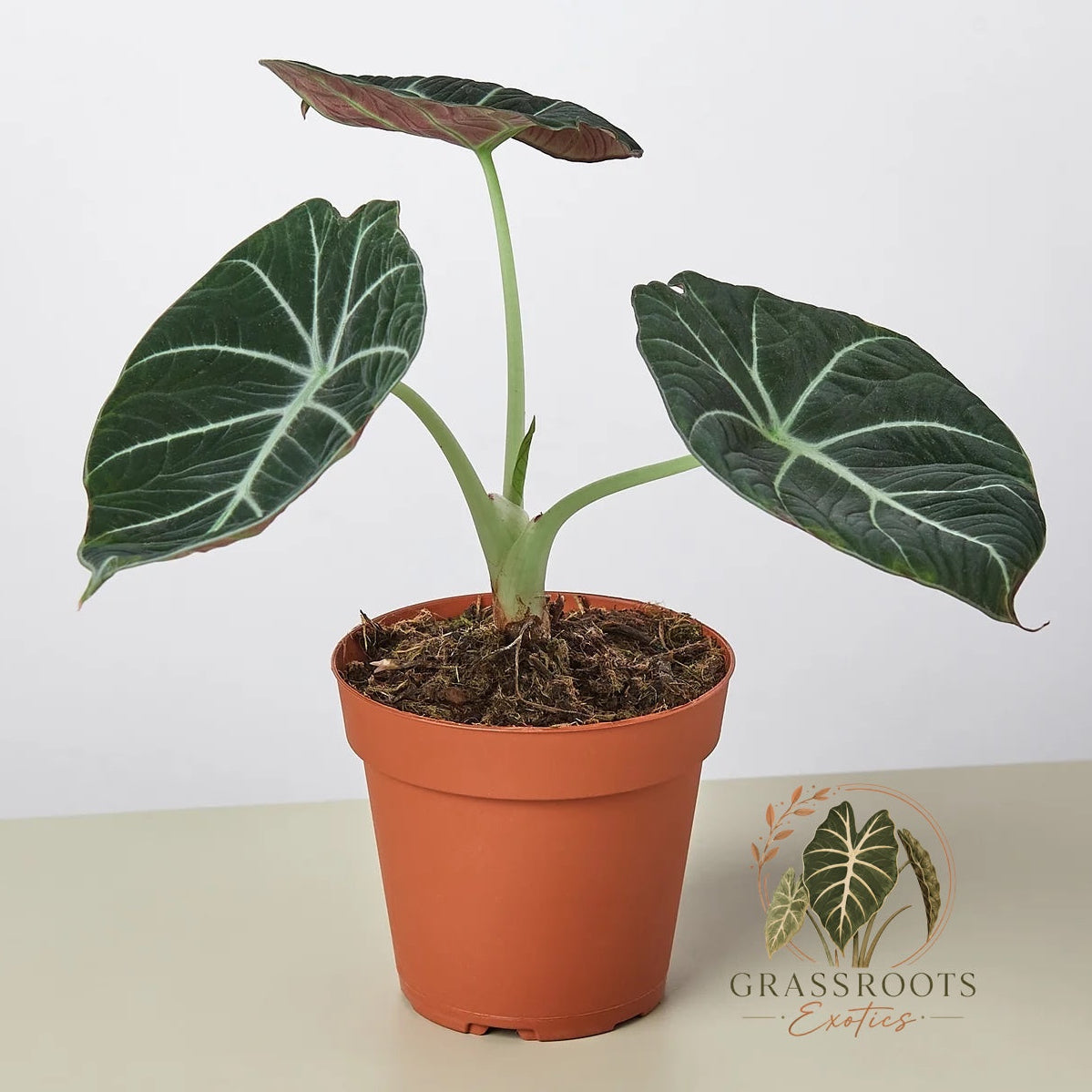 A potted Alocasia plant with dark green leaves featuring prominent white veins, growing in a terracotta-colored plastic pot on a light beige surface against a white background. A 'Grassroots Exotics' logo is visible in the bottom right corner.
