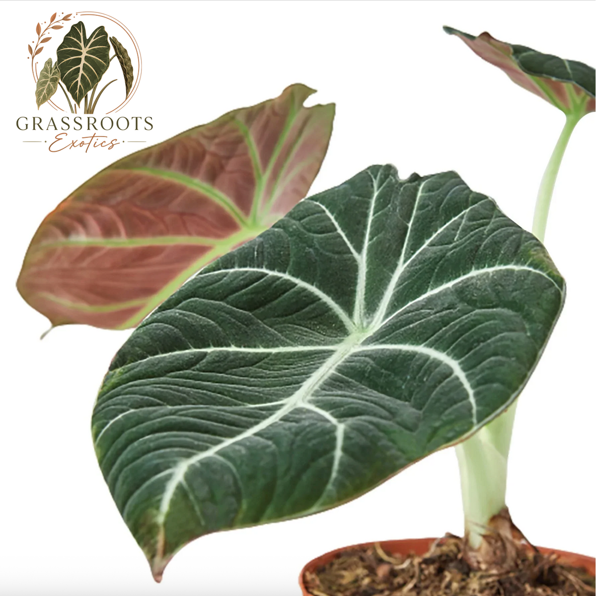A potted Alocasia plant with a prominent dark green heart-shaped leaf featuring bold white veins, a secondary reddish-brown leaf in the background, and a pale stem, shown on a white background with the Grassroots Exotics logo.