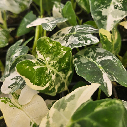 Close-up of a green and white leafy plant