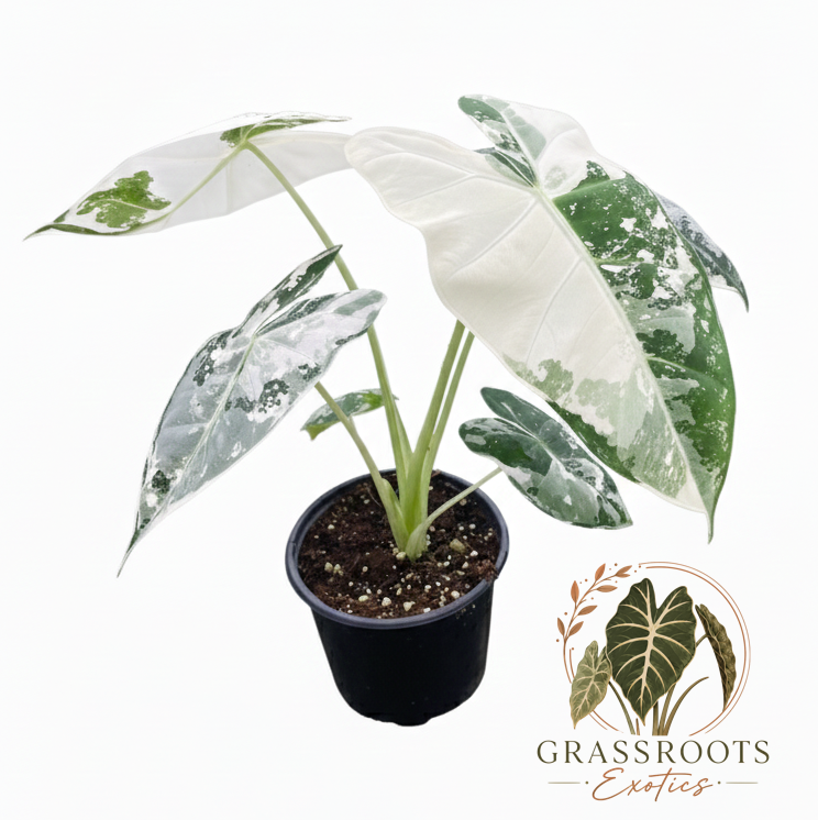 A potted variegated Alocasia plant with large white and green marbled leaves in a black nursery pot, shown on a white background with the Grassroots Exotics logo.