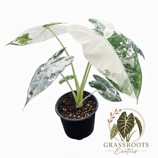 A potted variegated Alocasia plant with large white and green marbled leaves in a black nursery pot, shown on a white background with the Grassroots Exotics logo.