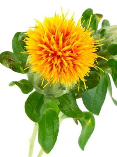 Novel safflower oil with high γ‐tocopherol content has a high oxidative  stability - Fernández‐Cuesta - 2014 - European Journal of Lipid Science and  Technology - Wiley Online Library