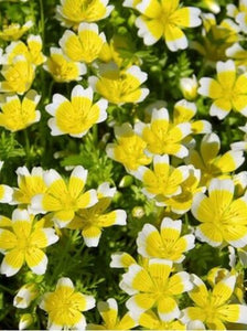Meadowfoam Seed Oil, Food Grade (7 Pounds)