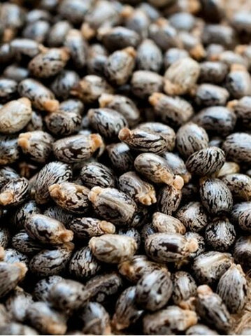 Castor Oil, USP Grade (7 Pounds)