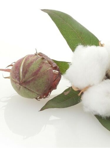 Cottonseed Oil, Winterized, Food Grade (7 Pounds)