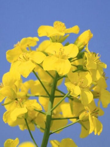 Organic Canola Oil, Food Grade (7 Pounds)