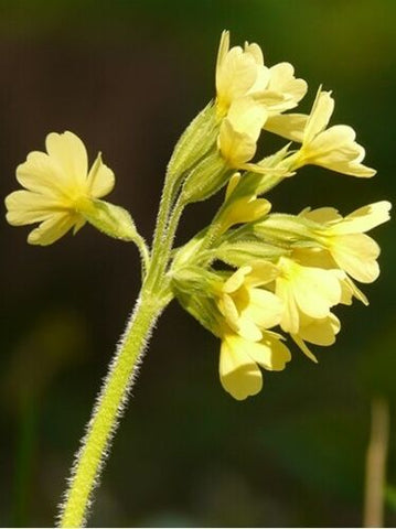 Evening Primrose Oil, Food Grade (7 Pounds)